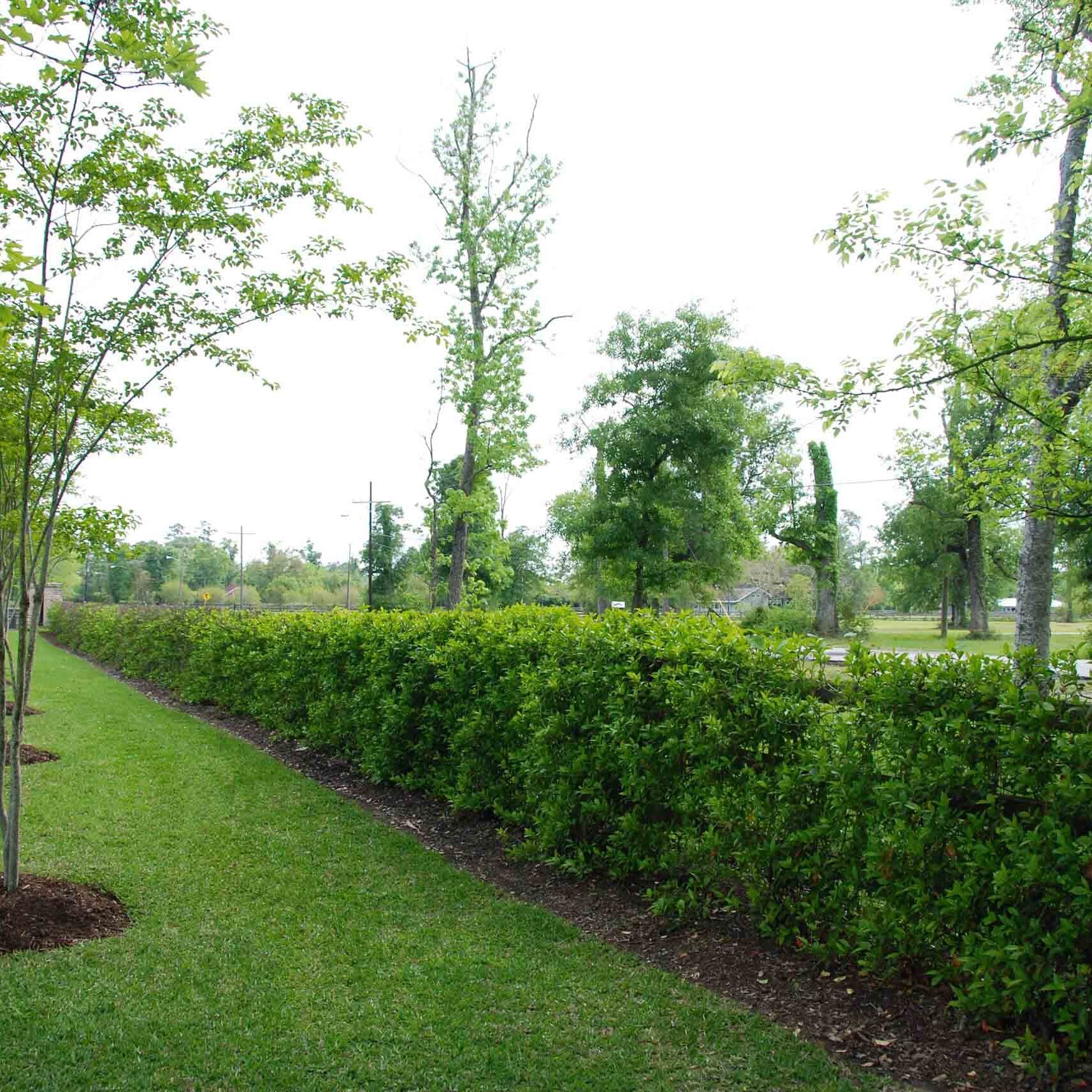 Beaumont, TX Landscape Maintenance Services